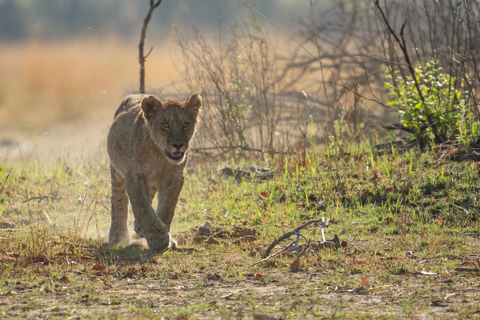 The Xudum Pride's oldest cub, Mathata, begins to develop his independence.