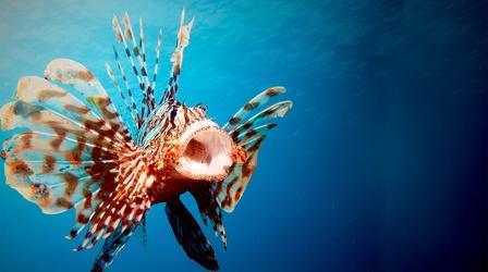 Video thumbnail: NOVA Ocean Invaders